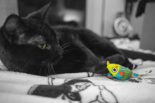 "Rosie" the black cat plays with a toy. Her eye and the toy are green, while the rest of the photo is black and white. This is a beginner friendly technique to get better at art.